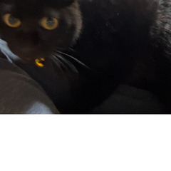 元の飼い主さんが転勤になったため預かりました。