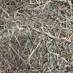 チモシーの業務用（うさぎ　モルモット　デグー）の画像