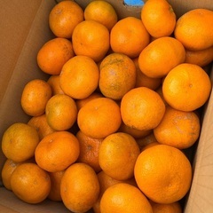 周防大島のジュース用みかんの画像