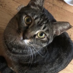 黒キジの男の子　ポコちゃん