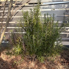 破格　ローズマリーの画像