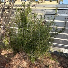 破格　ローズマリーの画像