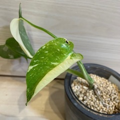 モンステラ　タイコンステレーションの画像