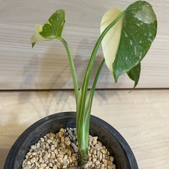 モンステラ　タイコンステレーションの画像