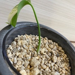 モンステラ　ホワイトタイガーの画像