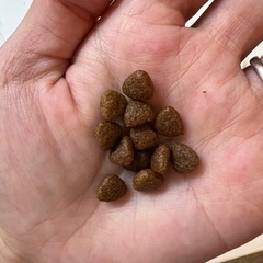 ペットフード　犬用の画像