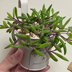 多肉植物　ルビーネックレスの画像