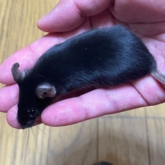 ハツカネズミ(黒)の画像