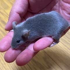 ハツカネズミ(濃いグレー)の画像