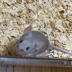 ハツカネズミ(薄いグレー)の画像