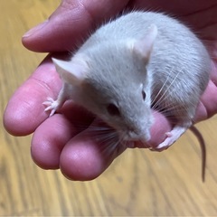 ハツカネズミ(薄いグレー)の画像