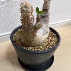 パキポディウム エブレネウム 現地球の画像