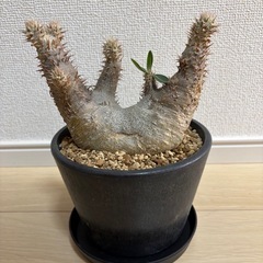 パキポディウム エブレネウム 現地球の画像