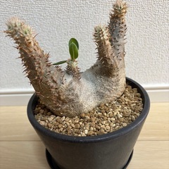 パキポディウム エブレネウム 現地球の画像