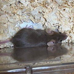 ハツカネズミ子供(茶色)の画像