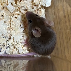 ハツカネズミ子供(茶色)の画像