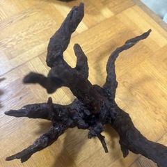  流木　アクアリウム　テラリウムの画像