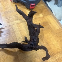  流木　アクアリウム　テラリウムの画像