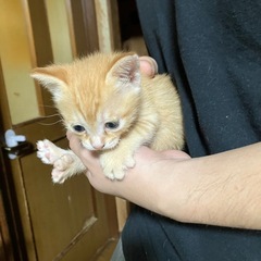 どうかこの子達を幸せにしてあげてください