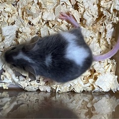 ハツカネズミ子供(まだら)の画像