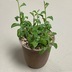ランキングキーワードに紐づく投稿画像-多肉植物
