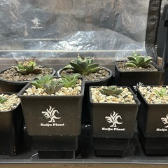 アガベ　白鯨　シーザー　夕映　ｴﾎﾞﾘｽﾋﾟﾅの画像