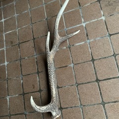 鹿の角　オブジェ　貴重　守り神様？の画像