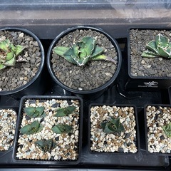 アガベ　白鯨　シーザー　夕映　ｴﾎﾞﾘｽﾋﾟﾅの画像