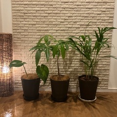 🟫【お部屋をワンランクUp✨】する観葉植物３点セット【アレカヤシ・パキラ・モンステラ】✨の画像