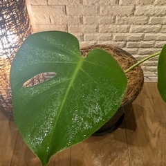 🟫【お部屋をワンランクUp✨】する観葉植物３点セット【アレカヤシ・パキラ・モンステラ】✨の画像