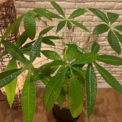 🟫【お部屋をワンランクUp✨】する観葉植物３点セット【アレカヤシ・パキラ・モンステラ】✨の画像