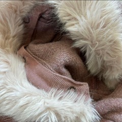 ZARA ザラ コート ピンク 18/24 months 92サイズの画像