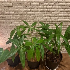 🟫【お部屋をワンランクUp✨】する観葉植物３点セット【アレカヤシ・パキラ・モンステラ】✨の画像