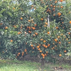 🍊の里有田より有田みかん26日に追加入荷決定の画像