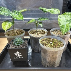 アグラオネマ　ザナドゥ　ラプラス　ワイルドの画像