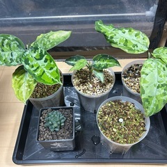 アグラオネマ　ザナドゥ　ラプラス　ワイルドの画像