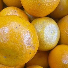 🍊の里有田より有田みかん26日に追加入荷決定の画像