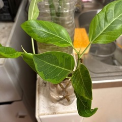 アルテシマの苗の画像