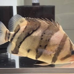 おとひめ爆食い ダトニオリアルバンド 極美腹巻きバンド 発色抜群　ダトニオ専門店Wraithレイス購入個体 人工飼料OK 　の画像