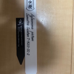 アグラオネマ　ザナドゥ　ラプラス　ワイルドの画像