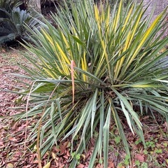 ユッカ　グラウカ　斑入り　大株　100cm程　子株複数あり　ドライガーデンなどにの画像