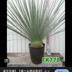 ユッカ　グラウカ　斑入り　大株　100cm程　子株複数あり　ドライガーデンなどにの画像