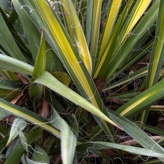 ユッカ　グラウカ　斑入り　大株　100cm程　子株複数あり　ドライガーデンなどにの画像