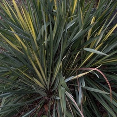 ユッカ　グラウカ　斑入り　大株　100cm程　子株複数あり　ドライガーデンなどにの画像