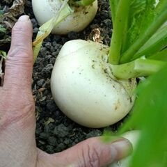 家庭菜園で採れた野菜の画像