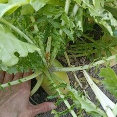 家庭菜園で採れた野菜の画像