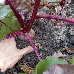 家庭菜園で採れた野菜の画像