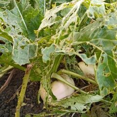 家庭菜園で採れた野菜の画像