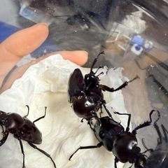 ニジイロクワガタ　紫紺オス新成虫　1匹500円の画像