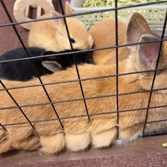 ネザーランドドワーフの赤ちゃんを迎えてくださる方